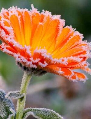 Calendula flowers Plants