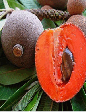 THAI CHIKU (SAPHOTA)GRAFTING FRUIT PLANT