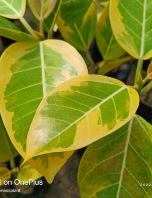 Variagated Bot Live Plant