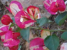 Bougainville flowering plants(CHITRA)