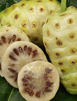 Nema Noni Fruit Plant