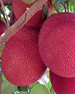 All Time Red Jack-fruit Grafting Plants