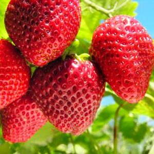 Thai variety Strawberries plants