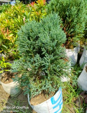Blue pine plant