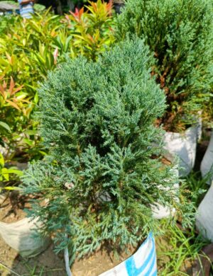 Blue pine plant