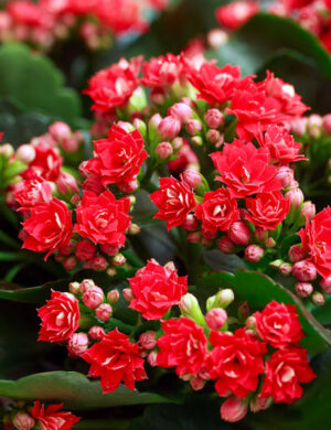 Florist Kalanchoe FLOWERING PLANT(RED)