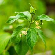 Gurmar medicinal tree