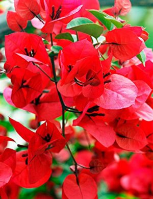 BOUGAINVALLEA FLOWERING PLANT( DARK RED)