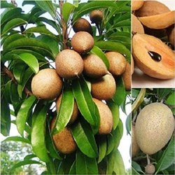 KALAPATI CHIKU(SAPHOTA)GRAFTING FRUIT PLANT