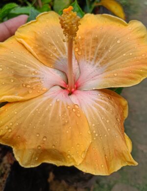 AMERICAN HIBISCUS PLANT( light yellow)