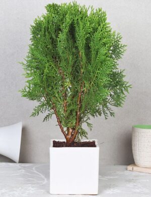 Oriental Arbor-Vitea plant
