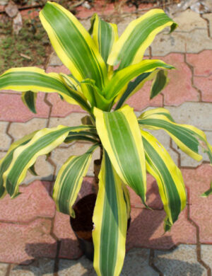 Victorio plants