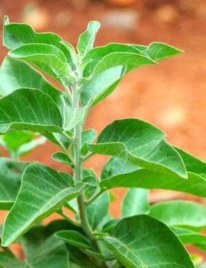 Ashwagandha