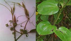 kumari-lata-plant