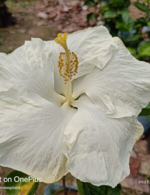 AMERICAN HIBISCUS PLANT(white)