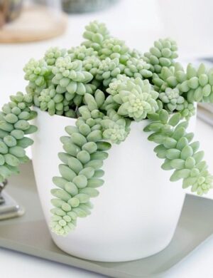Succulent plants