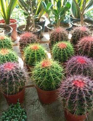 COLOURED BARREL CACTUS PLANT
