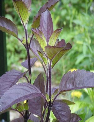 Krishna Basil Plant