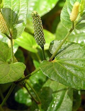 Pipul Plant