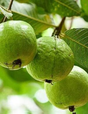 L-49 Guava-fruit plant