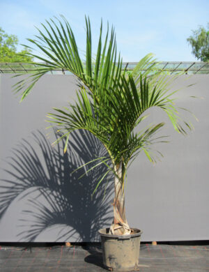 Sampen Pum Plant