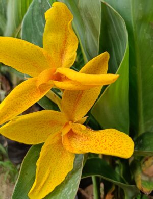 Chena lily flower plant