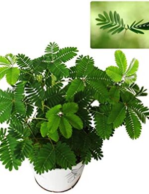 Mimosa pudica SENSATIVE PLANT