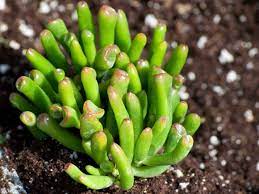 CRASSULACEA FINGERS PLANT