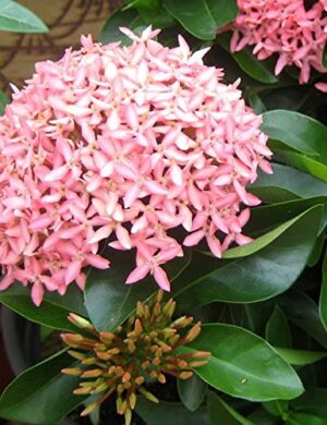 Chinese ixora FLOWER PLANT(PINK)