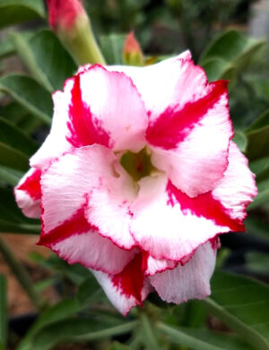 ROSY VARIETY GRAFTED ADENUM(WHITE AND RED)