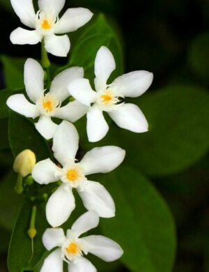 BHUTANMALLIKA FLOWERING PLANT