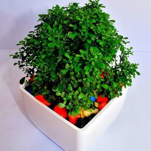 Ball kamini plant