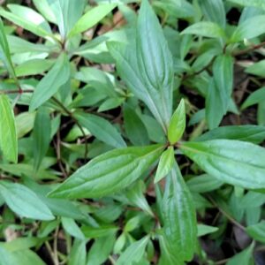Vishalyakarani Plant