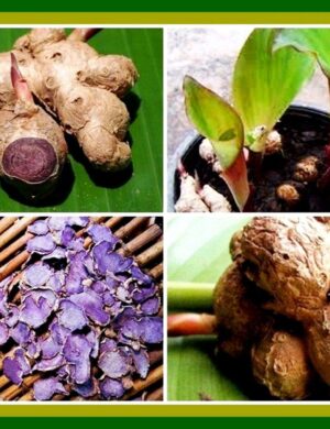 Black Ginger Plant