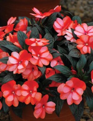 Impatiens Flower Plant(WHITE AND ORANGE)