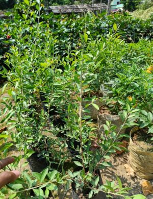 MAHENDI PLANT
