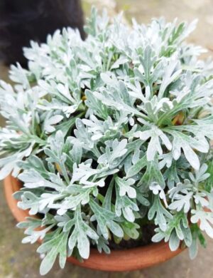 Artemisia Stelleriana – Silver Brocade