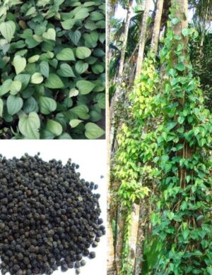 Thai Black Pepper Plant