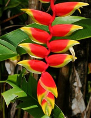 Heliconia Rostrata Flowering Plants