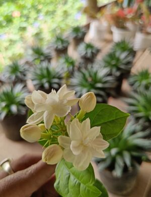 Arabian jasmine-(Bel ful)