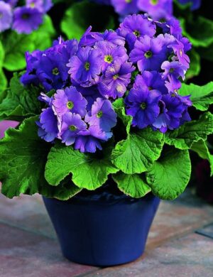 PRIMULA OBCONICA FLOWERING PLANT(VIOLET)