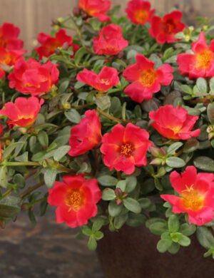 Portulaca FLOWERING PLANT(HANGING PLANT) RED