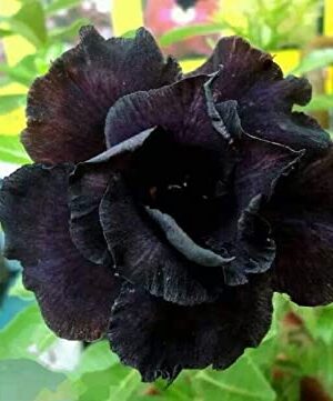 Rosy Variety Adenum