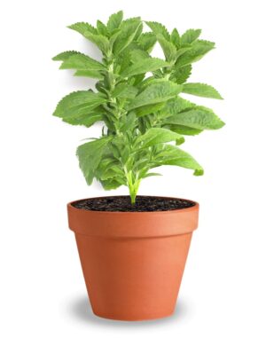 Stevia Plant