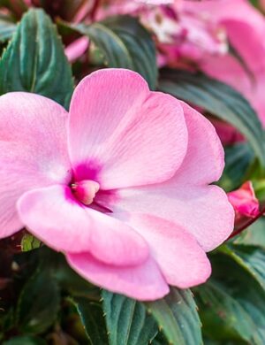 Impatiens Flowering Plant(pink)