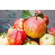 Allahabad Guava-Fruit Plant