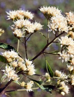 Vernonia amygdalina Plant