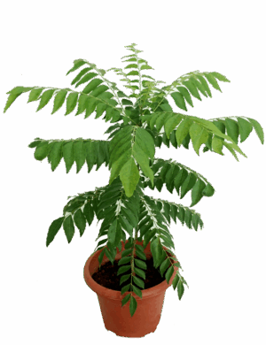 CURRY LEAVES PLANT