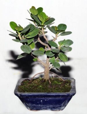Chinna Bot Plant