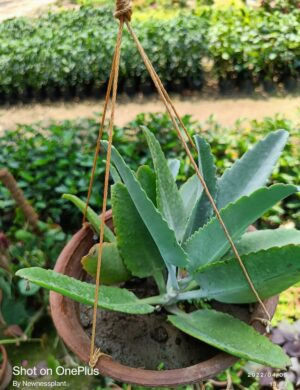 Pathor Kuchi Pata (Hanging Plant)